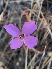 Clarkia gracilis gracilis