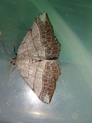 Petrophora subaequaria