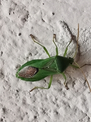 Discogastrini