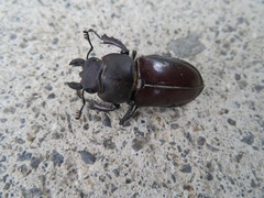 Lucanus maculifemoratus