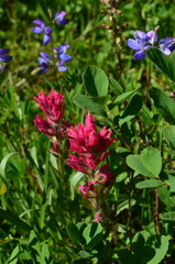 Castilleja parviflora