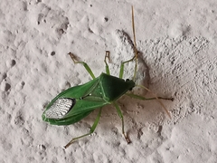 Discogastrini