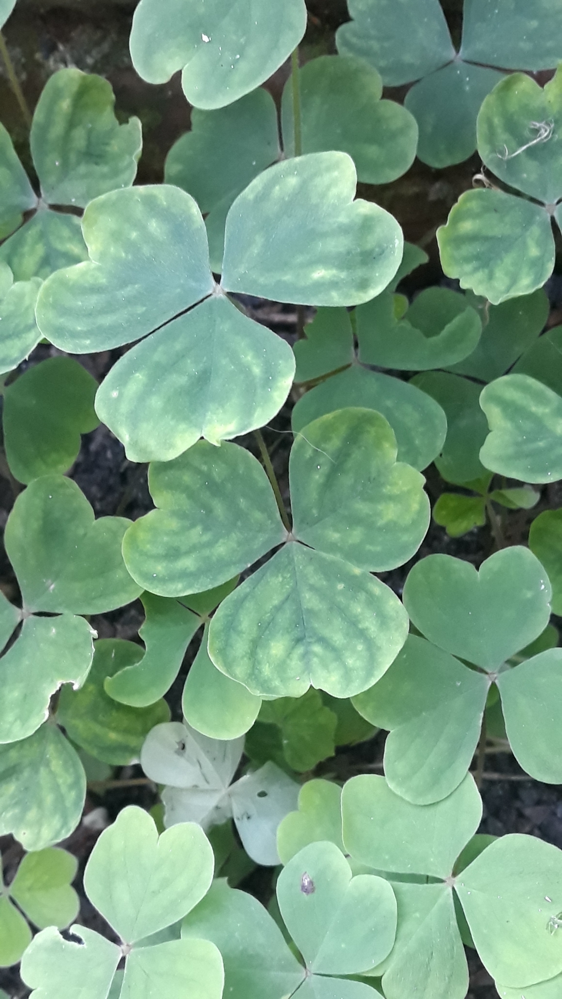 Oxalis linarantha