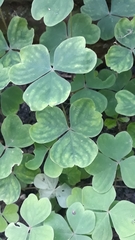 Oxalis linarantha