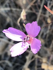 Clarkia gracilis gracilis