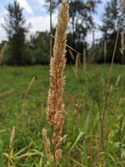Phalaris arundinacea