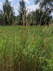Phalaris arundinacea