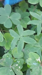 Oxalis bipartita