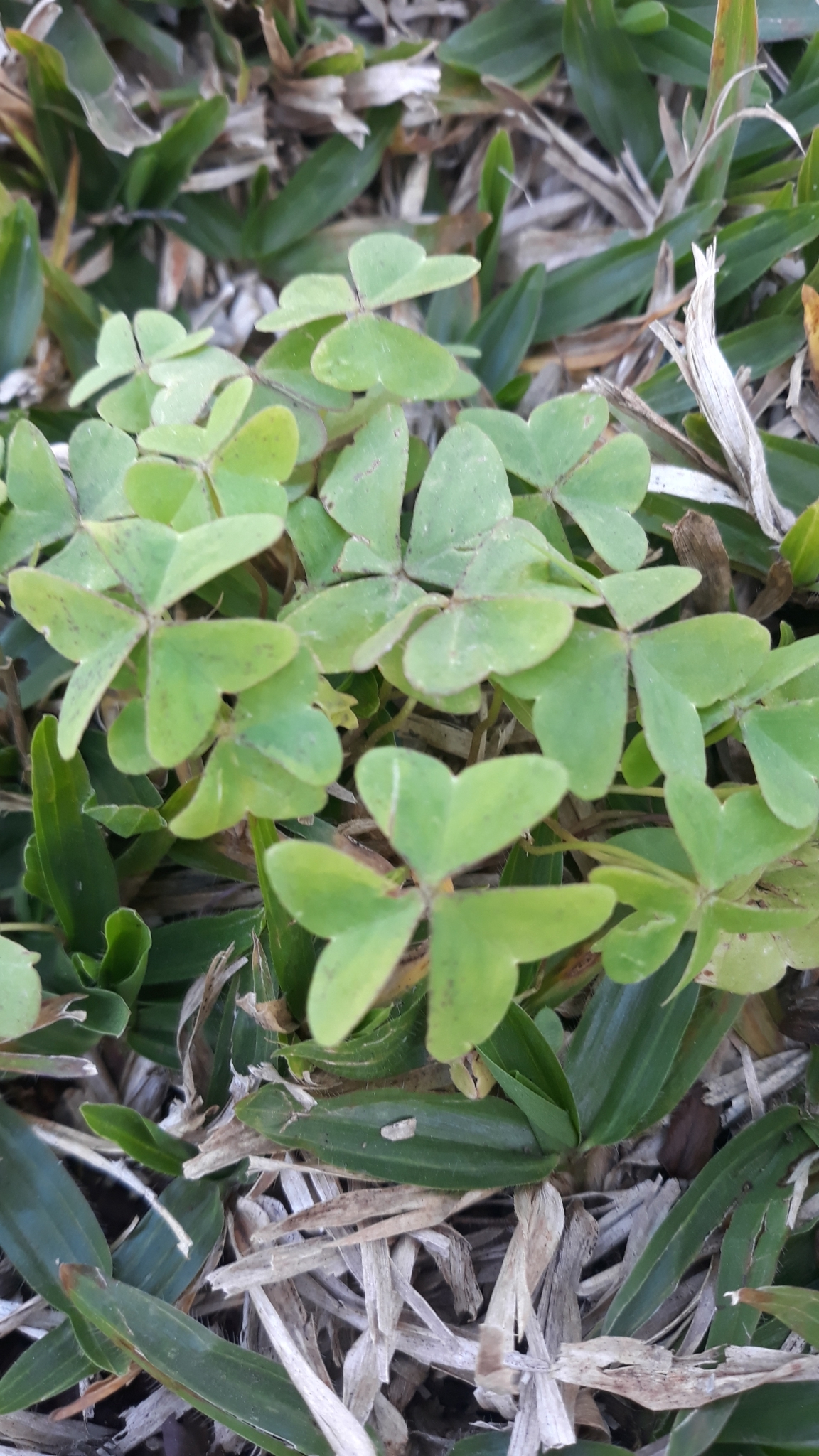 Oxalis latifolia