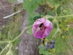 Scelolyperus schwarzii