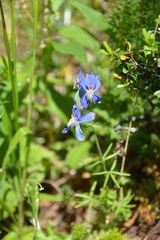 Delphinium sutherlandii
