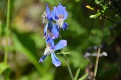 Delphinium sutherlandii