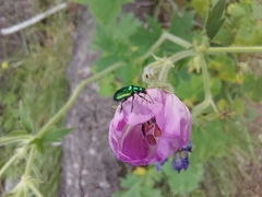 Scelolyperus schwarzii