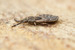 Aradus fuscomaculatus