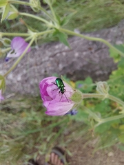 Scelolyperus schwarzii