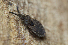 Aradus fuscomaculatus