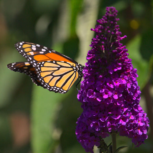 iNaturalist observation photo of Butterfly bush