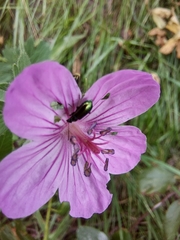 Scelolyperus schwarzii