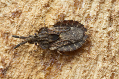 Aradus fuscomaculatus