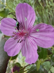 Scelolyperus schwarzii