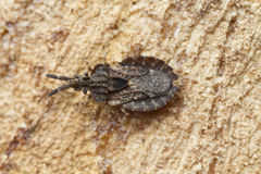Aradus fuscomaculatus