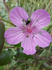 Scelolyperus schwarzii