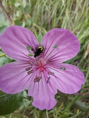 Scelolyperus schwarzii