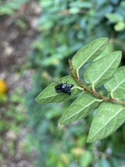 Micrathena plana