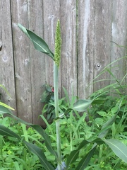 Sorghum