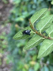 Micrathena plana