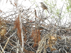 Toxostoma curvirostre