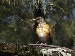 Turdus rufopalliatus