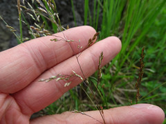 Deschampsia cespitosa cespitosa