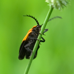 Caenia dimidiata