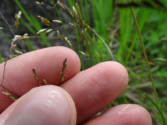 Deschampsia cespitosa cespitosa