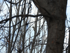 Melanerpes aurifrons