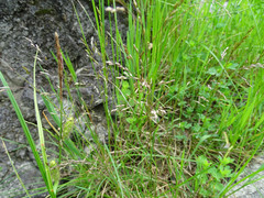 Deschampsia cespitosa cespitosa