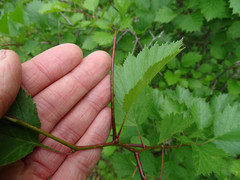 Crataegus coccinea