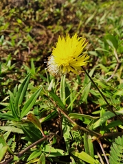 Neptunia oleracea