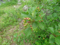 Crataegus coccinea