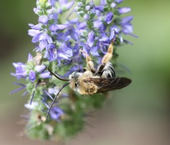 Melissodes comptoides