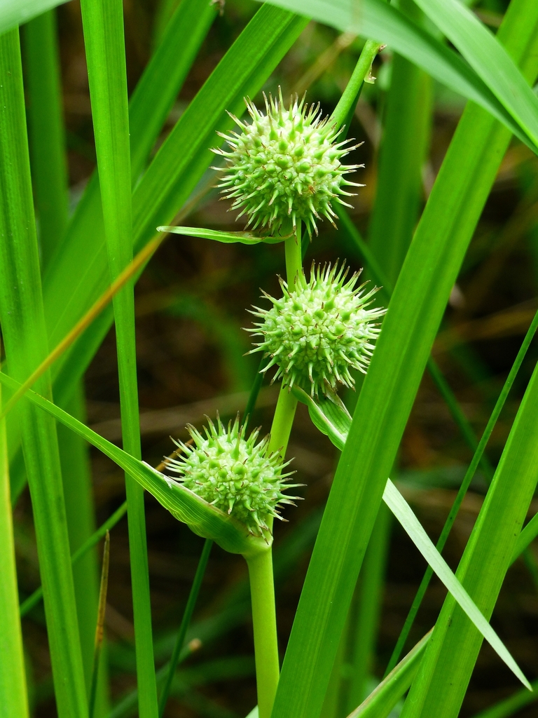 American bur-reed (Freshwater Aquatic Plants and Algae of Massachusetts ...