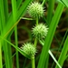 American Bur-Reed - Photo (c) MikeN, some rights reserved (CC BY-NC), uploaded by MikeN