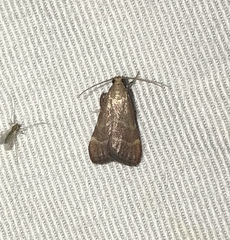Arta epicoenalis