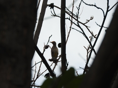 Melanerpes aurifrons