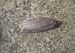 Semioscopis inornata