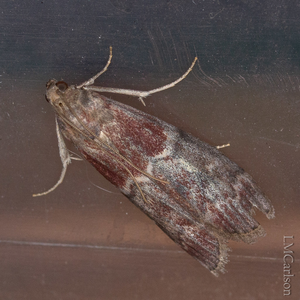 Root Collar Borer Moth