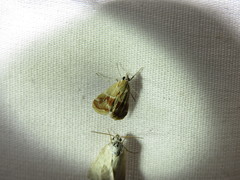 Noctueliopsis bububattalis