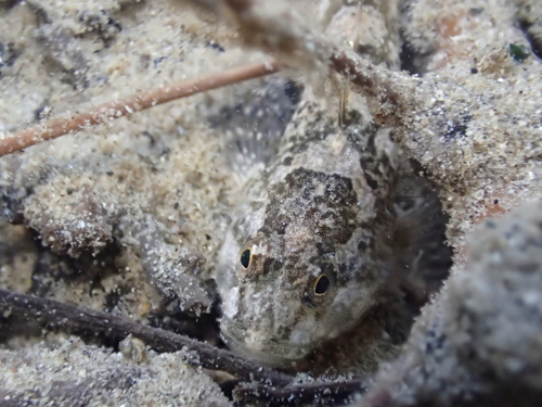 Cottus rondeleti