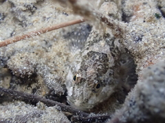 Cottus rondeleti